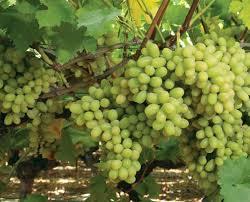 Grapes Growth Paclobutrazol