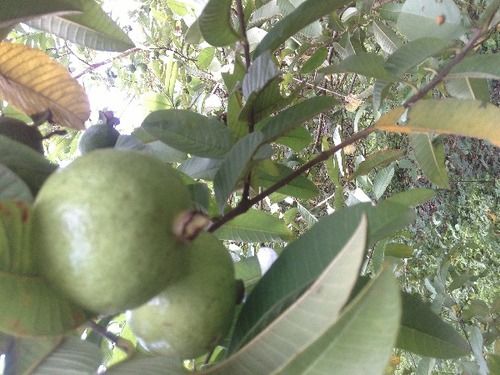 Safedha Guava Plant