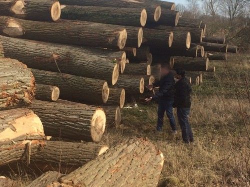 European Poplar Logs