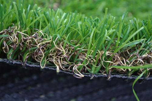 Courtyard Grass