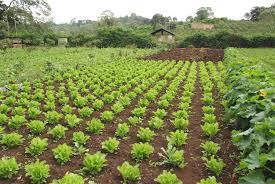 Organic Vegetable Cultivation Service