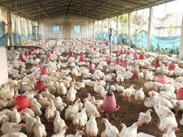 Poultry Farming Service