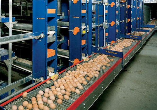 Automatic Egg Collecting System