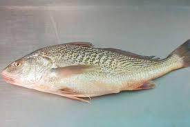 Croaker Fish