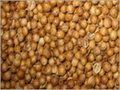 Dry Coriander Seeds