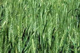 Attractive Light Amber Research Wheat Seeds