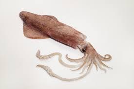 Squid Fish