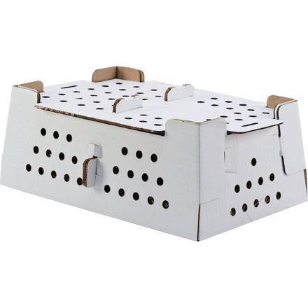 Chick Packaging Boxes