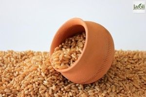 Jaroli Wheat