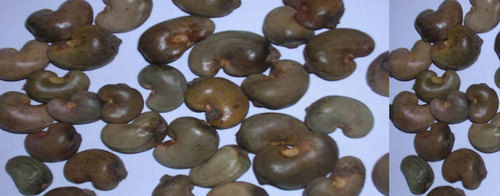 Benin Raw Cashews