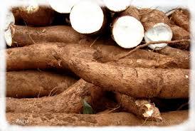 Cassava