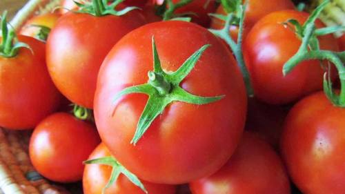 Fresh Tomato - Organically Cultivated, Pure and Fresh Supply | Medium to Bulk Order Availability, Timely Distribution