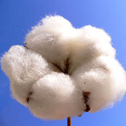 Organic Raw Cotton