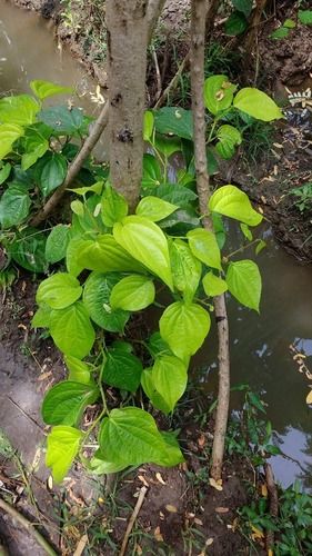 Betel Leaf