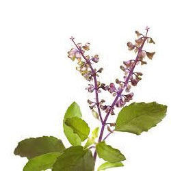 Tulsi Leave