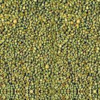 Green Millet Seeds 