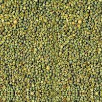 Green Millet Seeds