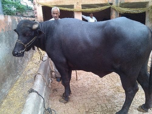 Adult Murrah Bulls for Breeding Purpose