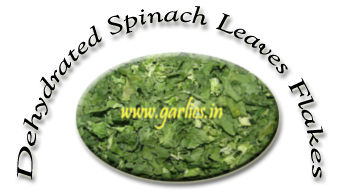 Dehydrated Spinach Leaves And Powder