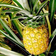 Bromelain Enzymes