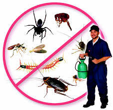 Termite Control Services By Bigico