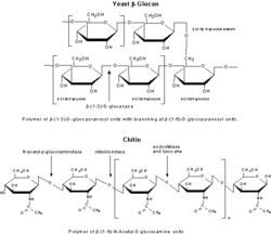 Yeast Beta Glucan