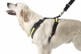 Allsafe Seat Belts For Dog