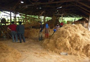 Coconut Fiber