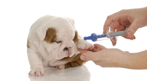 Dog Or Puppy Vaccines