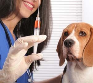 Dogs Vaccines