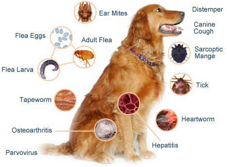 Pet Vaccines