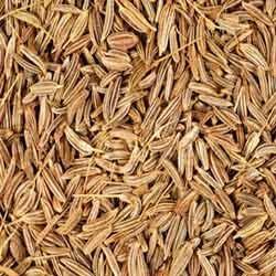 Cumin Seed