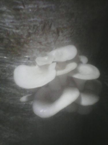 Oyster Mushroom