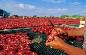 Sun Dried Tomato Flakes