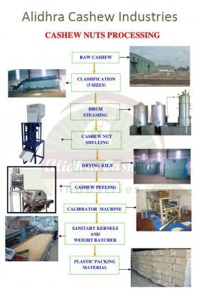 Automated Cashew Processing Plant Application: Profesional