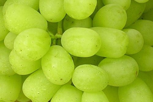 Table Grapes