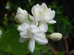 Jasmine Flower