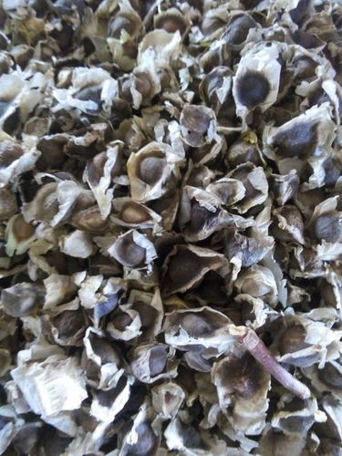 Well Matured Moringa Seed