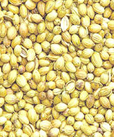 Coriander Seeds