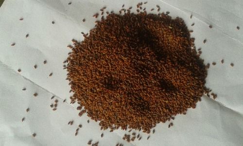 100% Natural And Pure Organic Asaliya Seeds