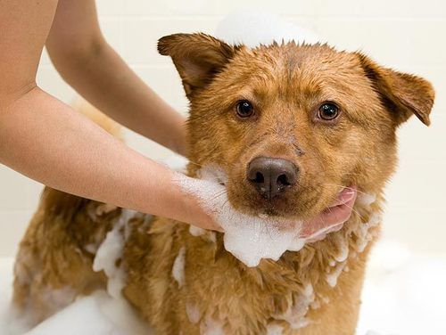 Flea And Tick Care Pet Shampoo