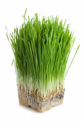 Wheatgrass