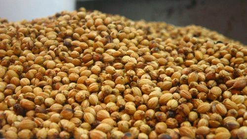 Coriander Seeds - Round Shape, Brown to Yellowish Red Color | Fragrant Spice with Distinctive Taste, Medicinal Value, Ideal for Condiments and Beverages