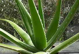 Aloe Vera (Aloe Barbadensis)