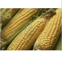 Corn Maize