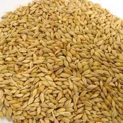 Barley Grain