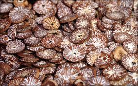 Betel Nut