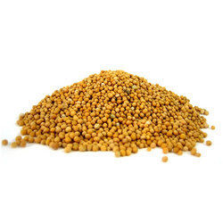 Mustard Seed - Premium Quality, Versatile Culinary Ingredient for Spices and Condiments, Enhances Flavor and Heat