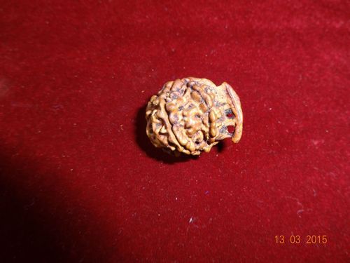 Ganesh Rudraksha - With Certificate : Kznr016