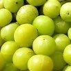 Fresh Amla (Phyllanthus Emblica)